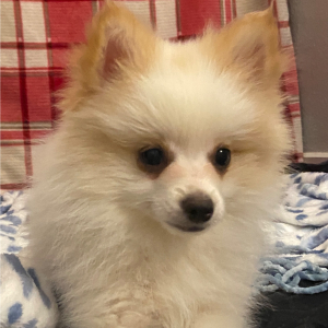 Pomeranian Puppy Spot