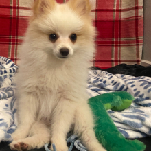 Pomeranian Puppy Spot