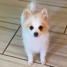 Pomeranian Puppy Spot