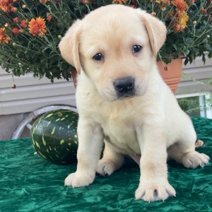 Labrador Retriever Puppy Stu