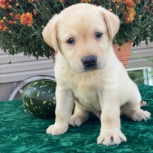 Labrador Retriever Puppy Stu