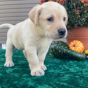 Labrador Retriever Puppy Stu
