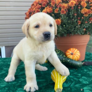 Labrador Retriever Puppy Stu