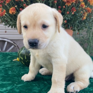 Labrador Retriever Puppy Stu
