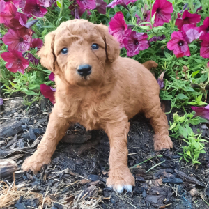 Poodle Puppy Abbie