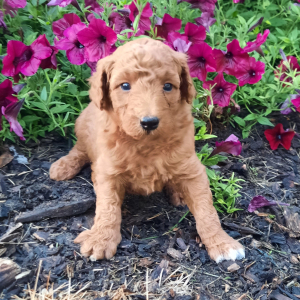 Poodle Puppy Abbie
