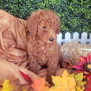 Poodle Puppy Abbie