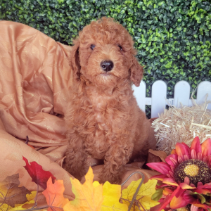 Poodle Puppy Abbie