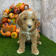 Poodle Puppy Buford