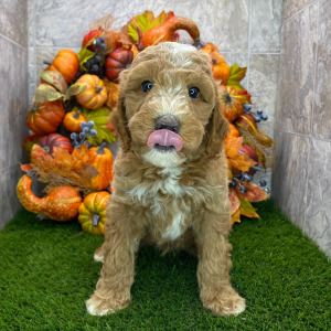 Poodle Puppy Buford