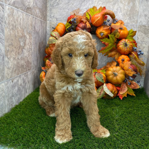 Poodle Puppy Buford