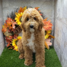 Poodle Puppy Buford
