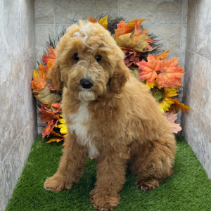 Poodle Puppy Buford