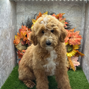 Poodle Puppy Buford