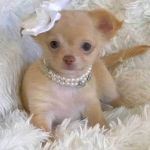 Chihuahua Puppy Lil' Abigail