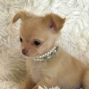 Chihuahua Puppy Lil' Abigail