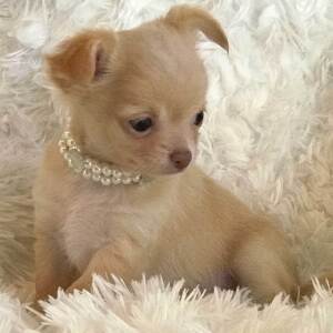 Chihuahua Puppy Lil' Abigail