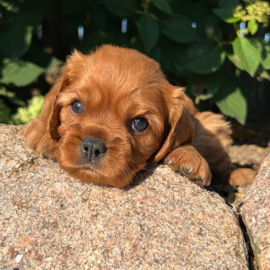 Cavalier King Charles Spaniel Puppy Hazel