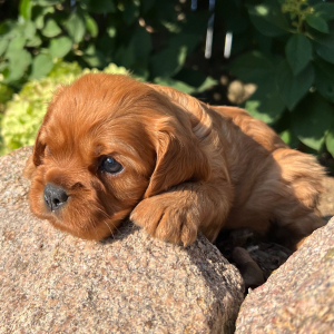 Cavalier King Charles Spaniel Puppy Hazel