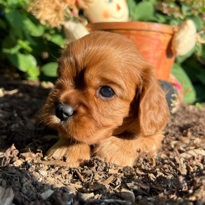 Cavalier King Charles Spaniel Puppy Hazel