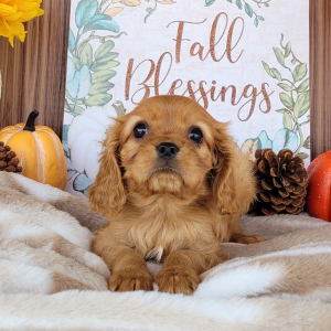 Cavalier King Charles Spaniel Puppy Hazel