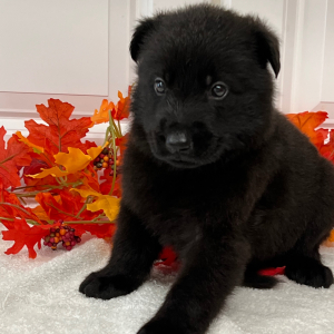 German Shepherd Dog Puppy Phantom