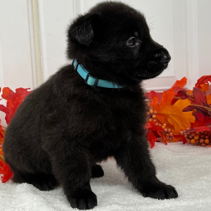German Shepherd Dog Puppy Phantom
