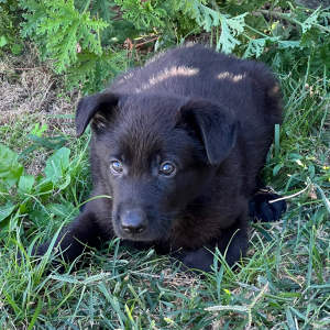 German Shepherd Dog Puppy Phantom