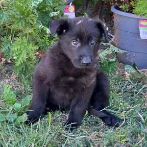 German Shepherd Dog Puppy Phantom