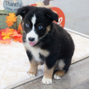 Australian Shepherd Puppy Lucy