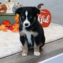 Australian Shepherd Puppy Lucy