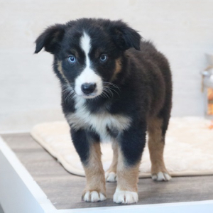 Australian Shepherd Puppy Lucy