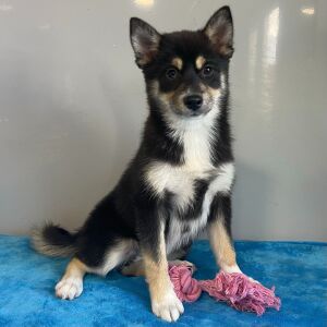 Pomsky Puppy Quincy