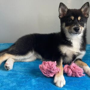Pomsky Puppy Quincy