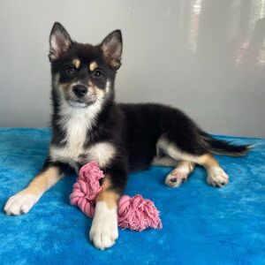 Pomsky Puppy Quincy