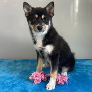 Pomsky Puppy Quincy