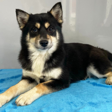 Pomsky Puppy Quincy