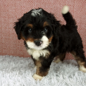 Bernedoodle Puppy Cypress