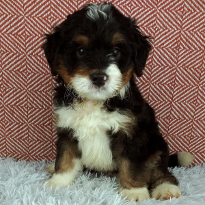 Bernedoodle Puppy Cypress