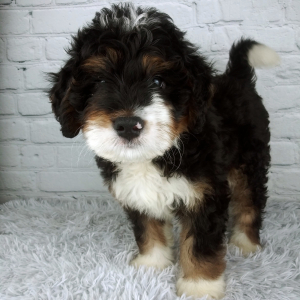 Bernedoodle Puppy Cypress