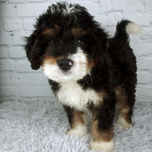 Bernedoodle Puppy Cypress
