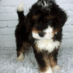 Bernedoodle Puppy Cypress