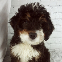 Bernedoodle Puppy Cypress
