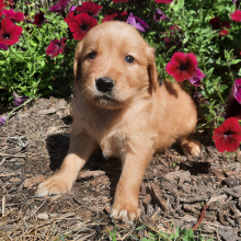 Golden Retriever Puppy Layla