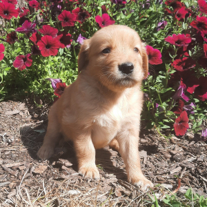 Golden Retriever Puppy Layla
