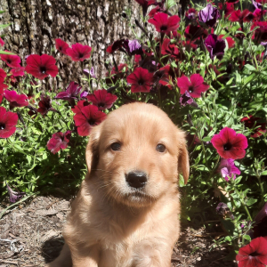 Golden Retriever Puppy Layla