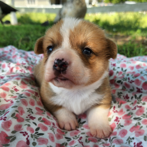 Pembroke Welsh Corgi Puppy Loot