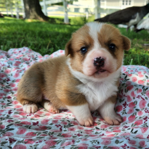 Pembroke Welsh Corgi Puppy Loot