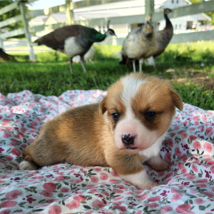 Pembroke Welsh Corgi Puppy Loot