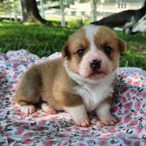 Pembroke Welsh Corgi Puppy Loot